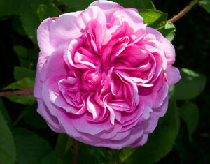 Rose De Mai