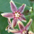 Silk Vine Or Milk Broom