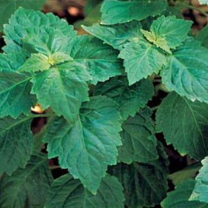 Singapore Patchouli