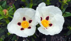 Spanish Labdanum