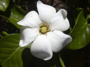 Tahitian Gardenia