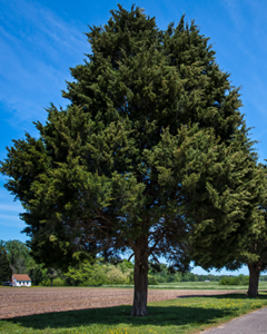 Texas Cedar