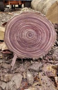 Texas Rosewood