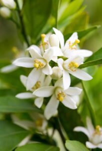 Tunisian Neroli