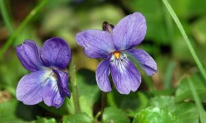 Violet Leaves