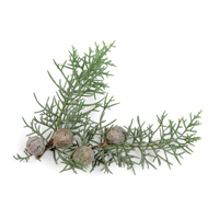 Virginia Cedar