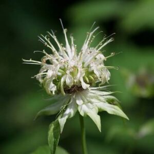 White Bergamot