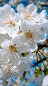 White Blossom
