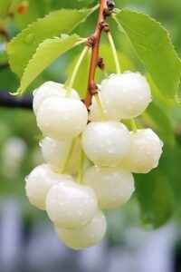 White Cherry