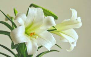 White Lily