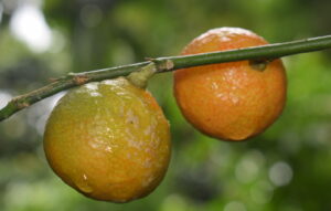 Wild Orange