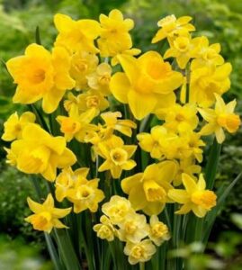 Yellow Narcissus
